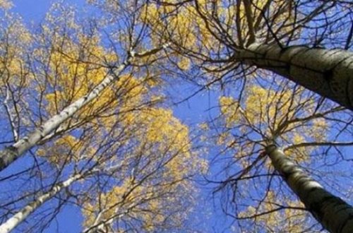世界上最硬的树 铁桦树比钢铁还要硬一倍(子弹都击不穿)