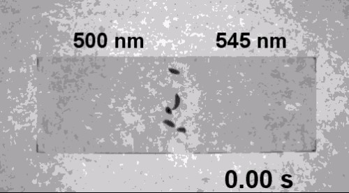 生物界中拥有不死之身的涡虫 成为科学研究的网红代表