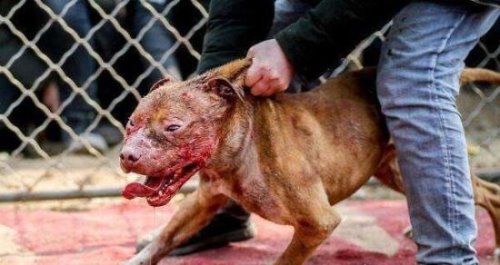 世界上最凶的狗第一名 世界第一猛犬（比特犬）