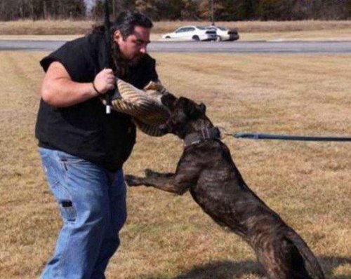 加纳利犬和比特犬谁厉害 打架比特厉害(加纳利犬杀人厉害)
