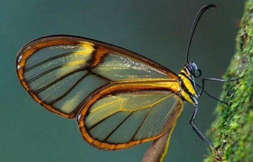 世界上最稀奇的十种生物 笑脸蜘蛛并不会笑(且无毒)