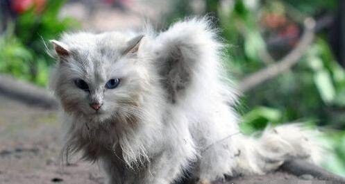 神秘生物天使猫 体型巨大长着翅膀还会飞(多次现身被目击)