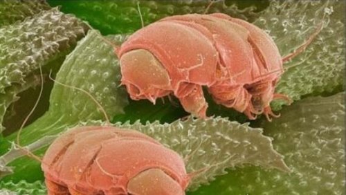 世界上生命力最顽强的生物 水熊虫能在任何环境中存活