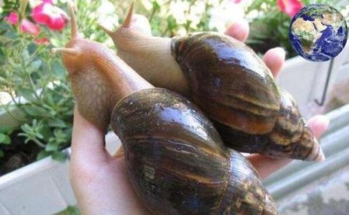 世界上最大的蜗牛 非洲大蜗牛长20cm(牙齿2.5万颗)