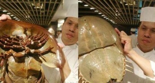 活化石动物大盘点 盘点10大活化石动物(都极具研究价值)