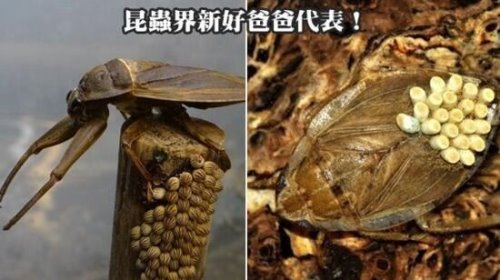超恶心昆虫田鳖 竟能让人的肌肉溶化造成永久伤害