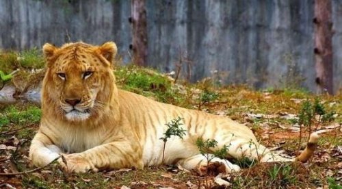 怪异狮虎兽图片 狮虎杂交产生世界最大的猫科动物