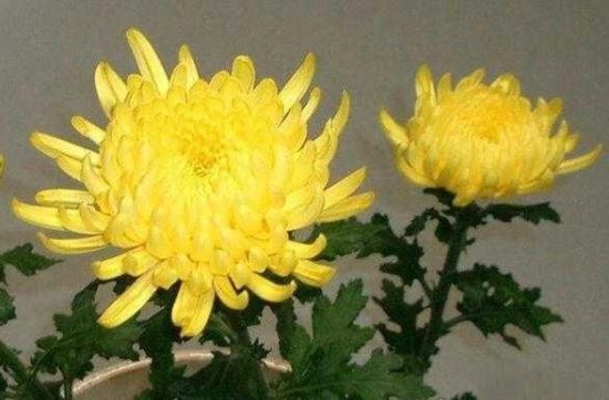 世界上时间最长的朝代 日本菊花王朝(从古代起就没有改朝换代过)