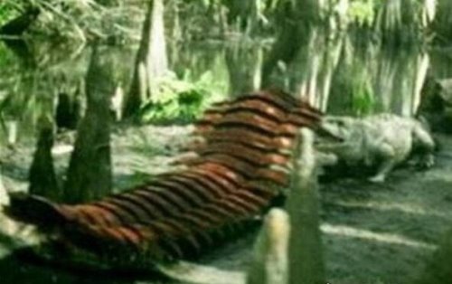 世界上最大的千足虫 远古巨型马陆(体长3米/750条腿)