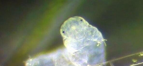 世界上生命力最顽强的生物 水熊虫能在任何环境中存活