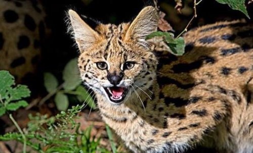 猫中贵族的薮猫多少钱一只 纯种带证书的薮猫100万元往上走