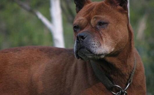号称中国比特犬的川东猎犬 十分忠诚战斗力强大