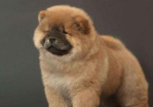 世界十大忠诚的狗排名 看看你的爱犬有没有上榜