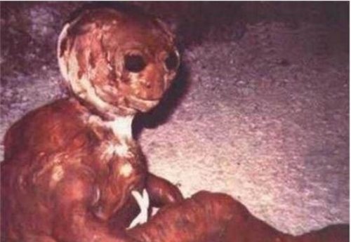 美国多佛恶魔 疑似外星生物(头大如斗眼睛为橙色)