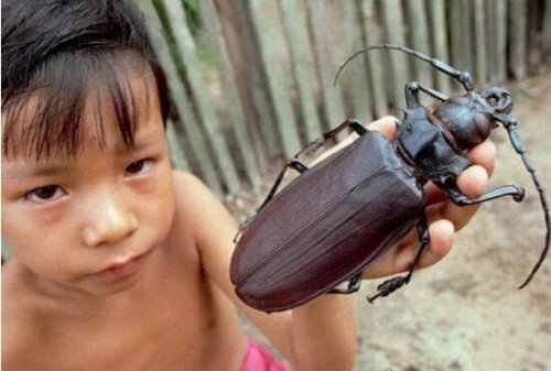 世界上最大的甲虫 16.7厘米泰坦大天牛一口咬断铅笔