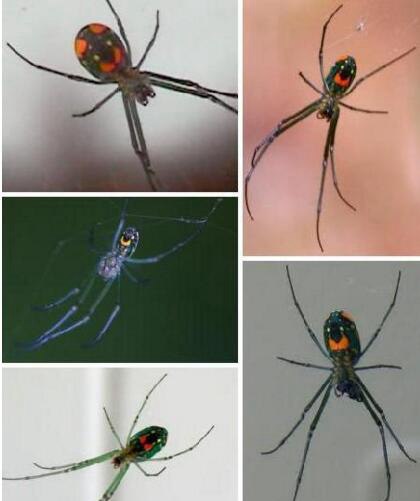 世界上最稀奇的十种生物 笑脸蜘蛛并不会笑(且无毒)