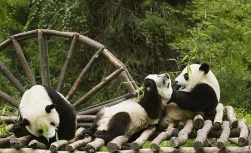 大熊猫为什么是国宝 我国特有且数量稀少(非常的受欢迎)