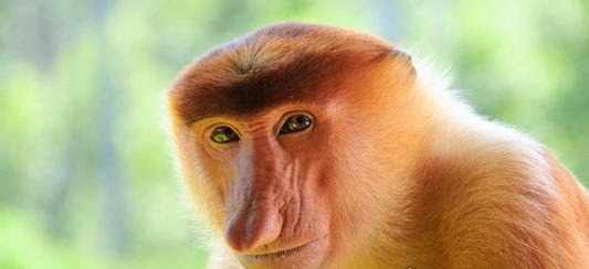 世界上最奇特的猴子 长鼻猴鼻子长达8厘米(外号荷兰人)