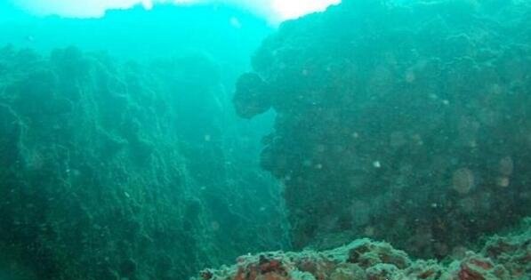 世界上最顽强的动物 生活在马里亚纳海沟8178米的狮子鱼
