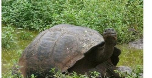 世界上寿命最长的龟 乌龟哈丽雅特活了176岁(因心脏病去世)