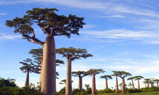 世界上最大的树 谢尔曼将军树(最大的单体树木)体积1500m³