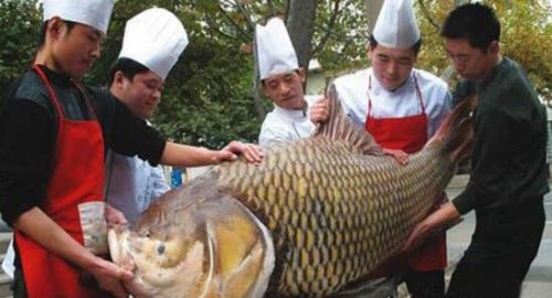 盘点巨型食人鱼吃人事件 剖开鱼肚发现人类骸骨