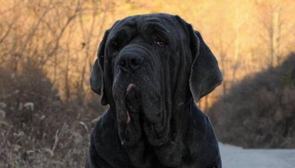 世界十大猛犬排名 比特犬是当之无愧的第一(比狮虎豹还凶残)