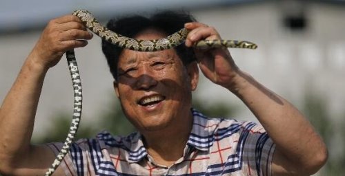 中国第一蛇村 多达300万条蛇(每天枕着上万条睡觉)