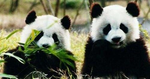 大熊猫为什么是国宝 我国特有且数量稀少(非常的受欢迎)
