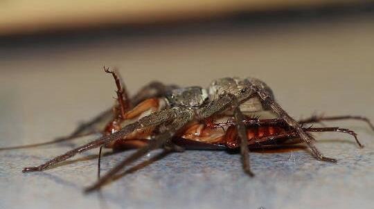 室内最大的蜘蛛 13cm长的白额高脚蛛是蟑螂的天敌