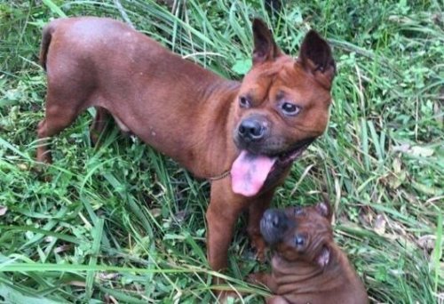 号称中国比特犬的川东猎犬 十分忠诚战斗力强大