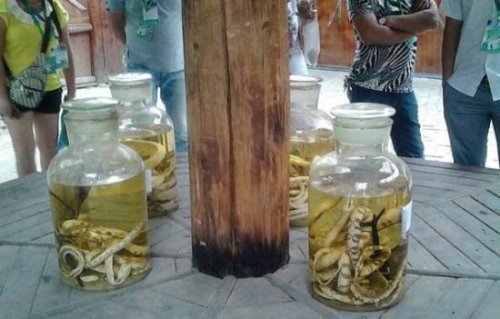 苗族下蛊的神奇之处 告诉你如何防范和辨认蛊毒