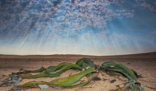 千岁兰能在沙漠中活2000年 远古时期留下的沙漠章鱼