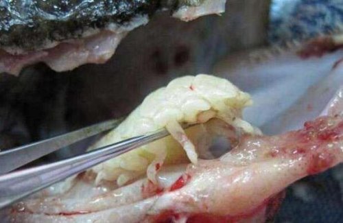 超恐怖的外星寄生虫 贝蒂寄生虫(再也不敢吃鱼头了)