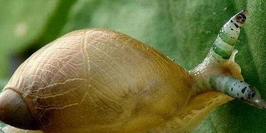 恶心的僵尸蜗牛 被寄生虫完全控制大脑直到死去