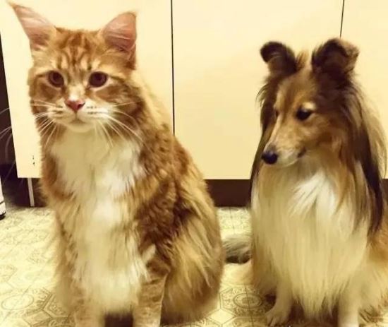 世界上最大的猫能有多大 726斤巨猫Angie现身乌克兰