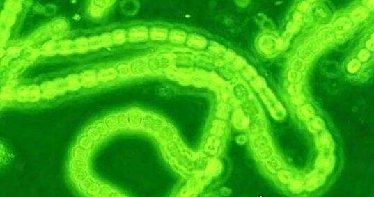 现存地球最古老的生物 最老的生物35亿岁了靠光合作用存活