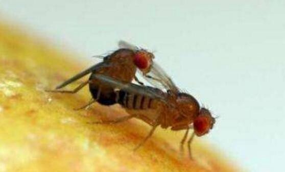 世界上最长的精子 果蝇6厘米(蓝鲸精子竟比人类的还小)