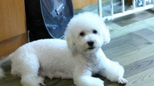 世界上掉毛最少的狗排名TOP10 中国冠毛犬无毛可掉