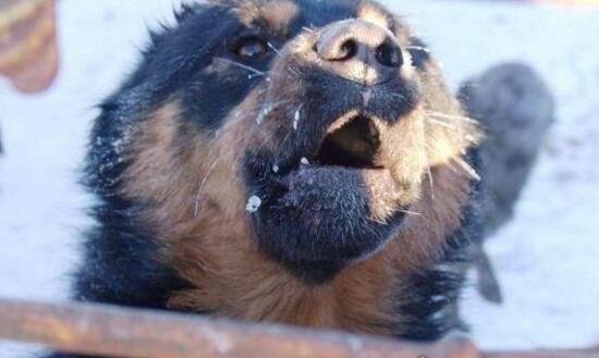 超珍贵猛犬蒙古獒 购买时甚至需要测生辰八字