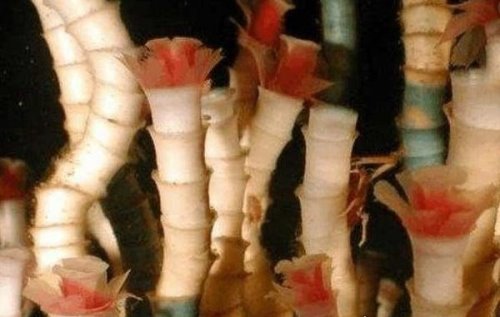 世界上寿命最长的动物 灯塔水母竟永生不死(生命无限循环)
