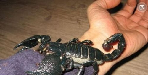 世界上最大的蝎子 非洲帝王蝎(最长可达40cm/毒液可用药)