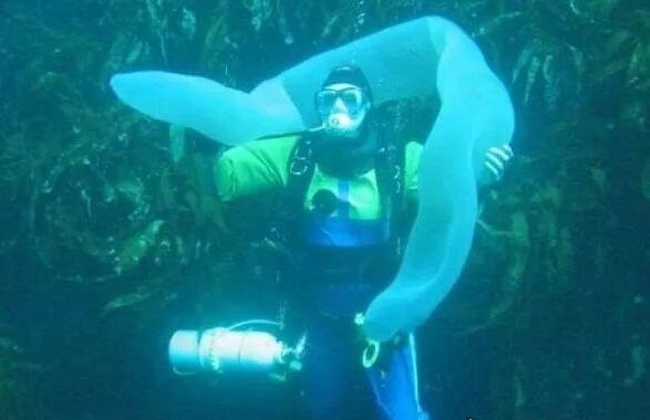 世界上最长的虫子 海底火体虫(最长可以长到30米)