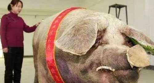 世界上最大的猪在中国 辽宁1800斤超级巨猪获吉尼斯认证