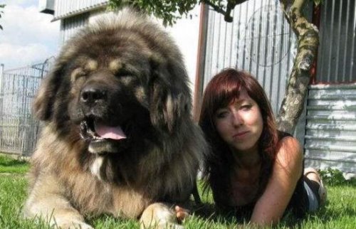 高加索犬vs藏獒综合评价 高加索犬完虐藏獒