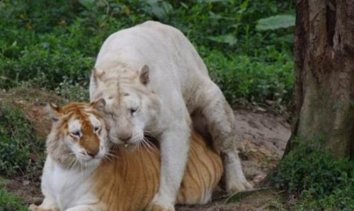 怪异狮虎兽图片 狮虎杂交产生世界最大的猫科动物