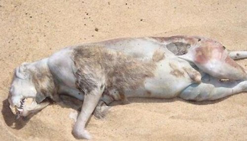 美国纽约曼哈顿怪兽尸体 长着五根脚趾的未知生物