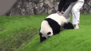 世界十大最可爱的动物 耳廓狐荣登最可爱动物榜首