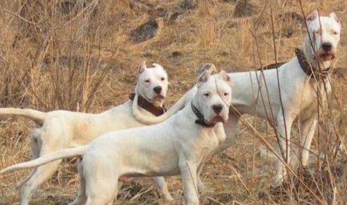 世界十大猛犬排名 比特犬是当之无愧的第一(比狮虎豹还凶残)