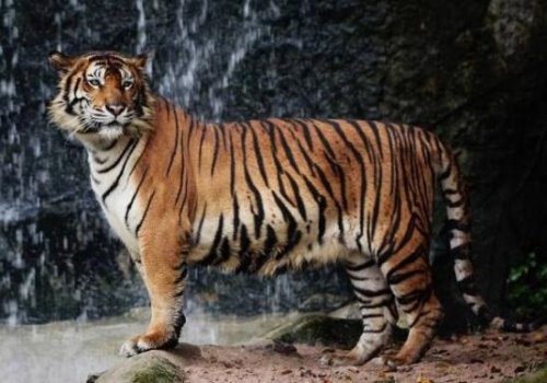 世界上最凶猛老虎排名 东北虎实力最强(是体重最大猫科动物)
